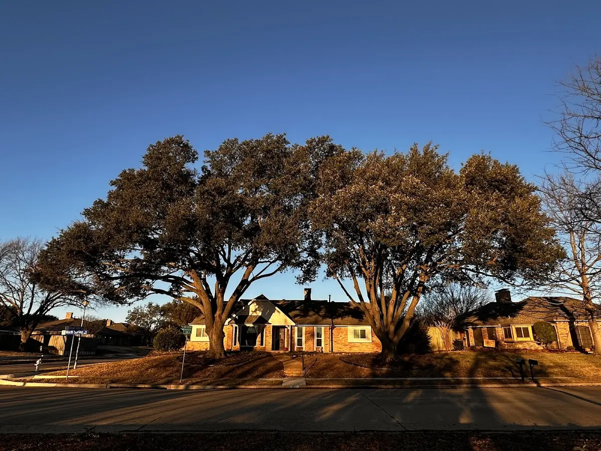 Established residential canopy tree shading a home in Sidney